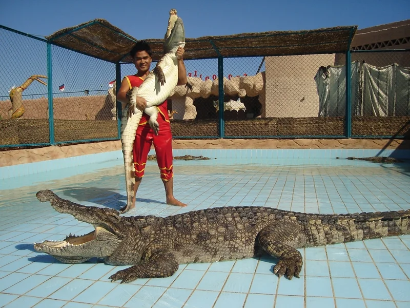 crocodile-snake-sharm-trip-day-show-34