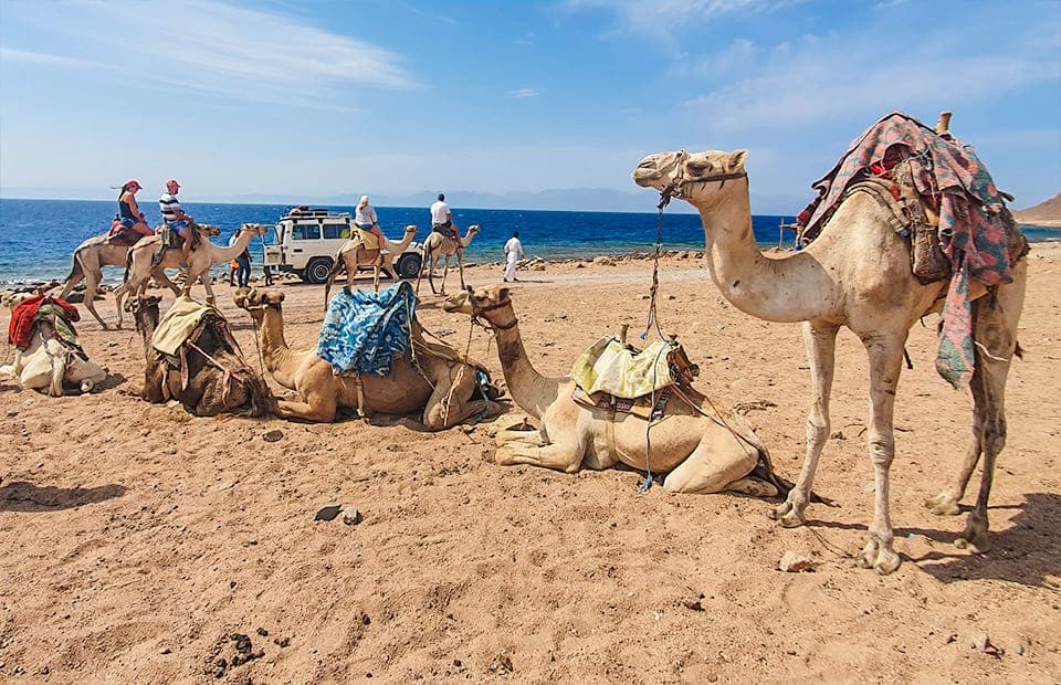 dahab-discovery (1)