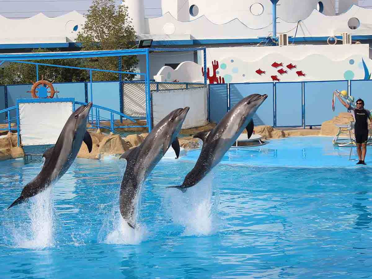 dolphin-show_lg